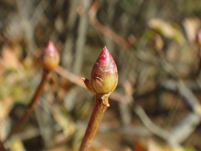 Enkianthus campanula